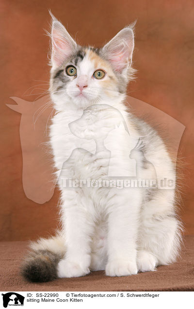Maine Coon Ktzchen / Maine Coon Kitten / SS-22990