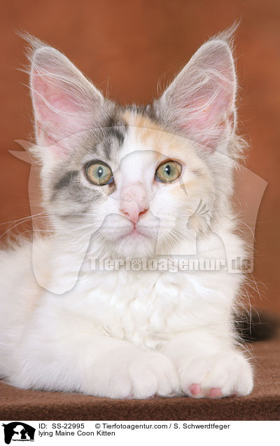 Maine Coon Ktzchen / Maine Coon Kitten / SS-22995