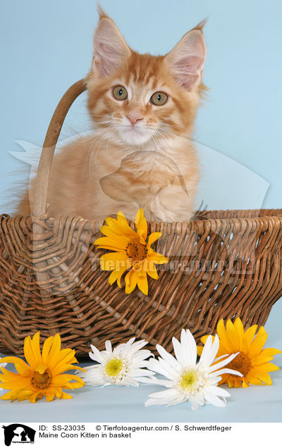 Maine Coon Kitten in basket / SS-23035