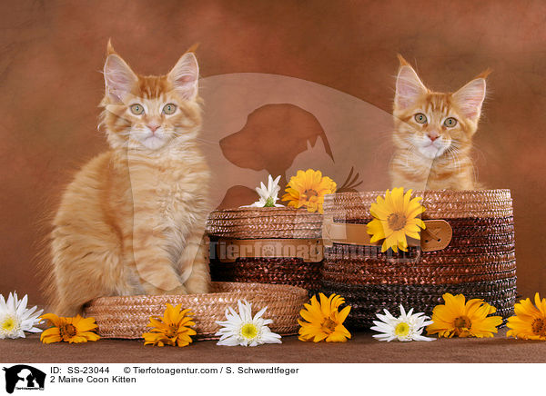 2 Maine Coon Kitten / SS-23044