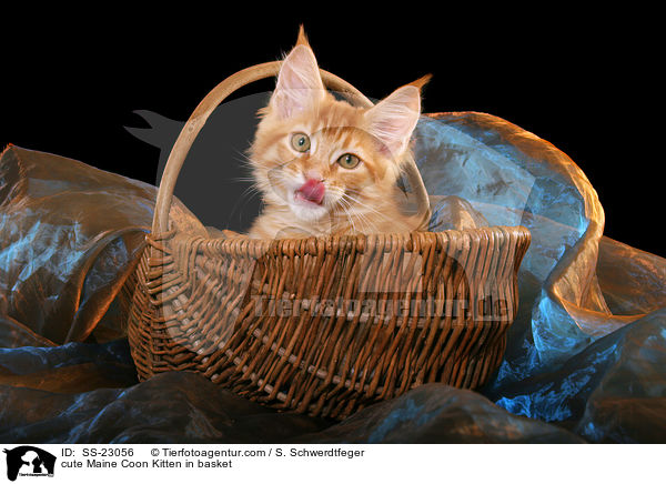 Maine Coon Ktzchen / Maine Coon Kitten / SS-23056