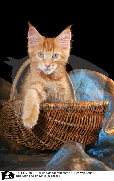 Maine Coon Ktzchen / Maine Coon Kitten / SS-23063