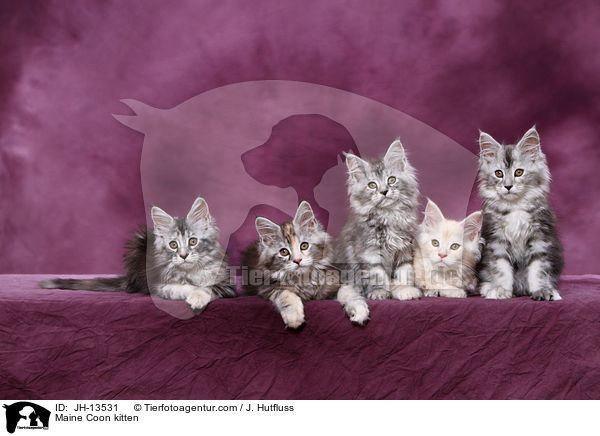 Maine Coon Ktzchen / Maine Coon kitten / JH-13531