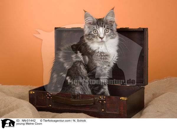 junge Maine Coon / young Maine Coon / NN-01442