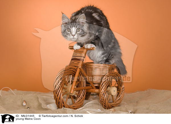 junge Maine Coon / young Maine Coon / NN-01445