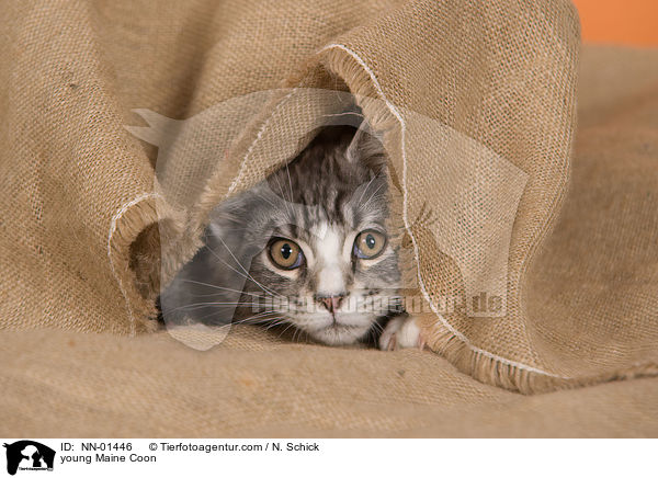 young Maine Coon / NN-01446