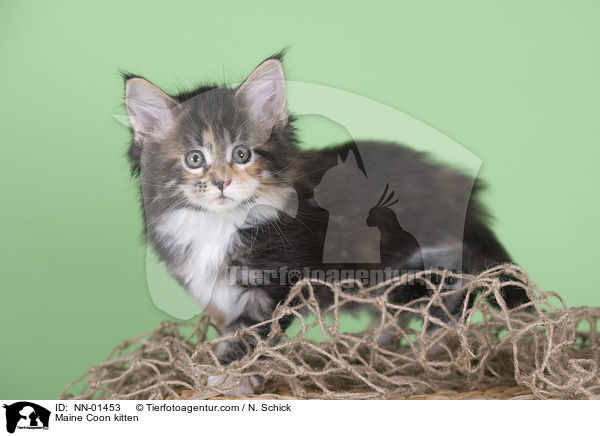 Maine Coon kitten / NN-01453