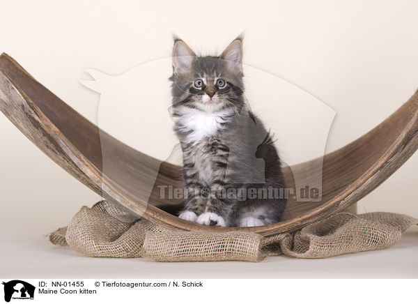 Maine Coon kitten / NN-01455