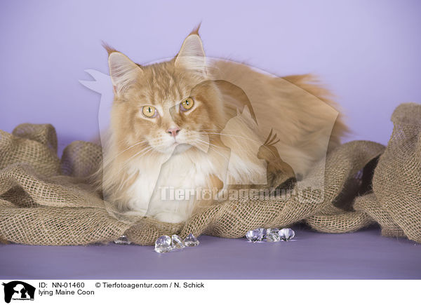 lying Maine Coon / NN-01460