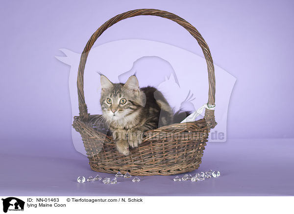 lying Maine Coon / NN-01463