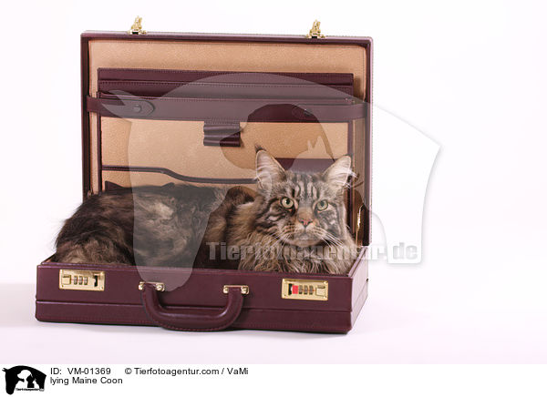 liegende Maine Coon / lying Maine Coon / VM-01369
