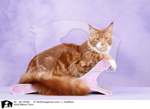 liegende Maine Coon / lying Maine Coon / JH-15483