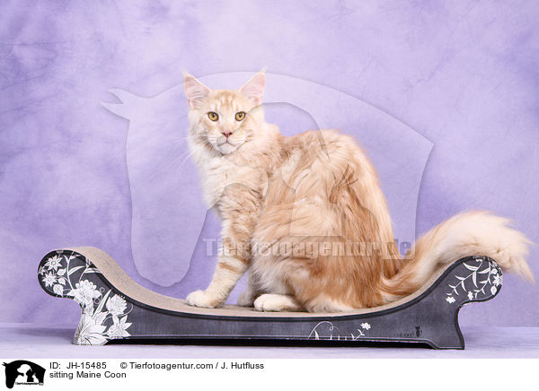 sitzende Maine Coon / sitting Maine Coon / JH-15485