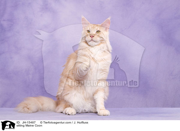 sitzende Maine Coon / sitting Maine Coon / JH-15487