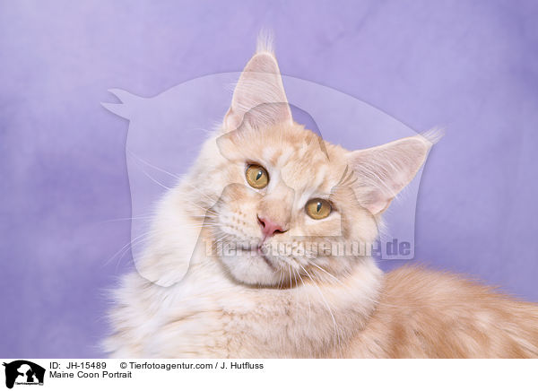 Maine Coon Portrait / Maine Coon Portrait / JH-15489