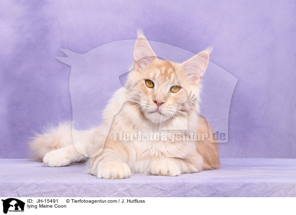 liegende Maine Coon / lying Maine Coon / JH-15491