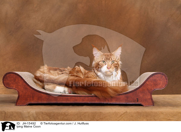 liegende Maine Coon / lying Maine Coon / JH-15492