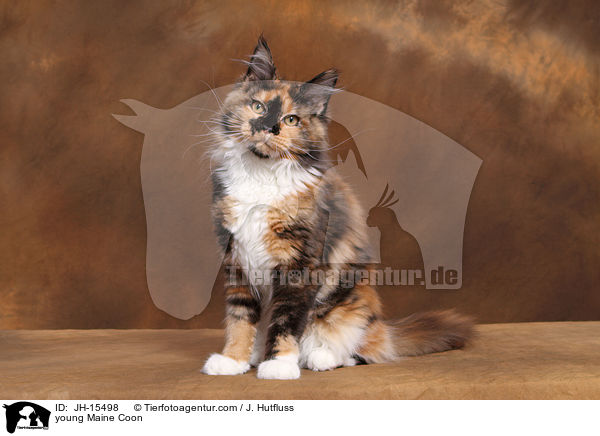 young Maine Coon / JH-15498