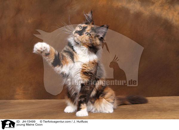 young Maine Coon / JH-15499