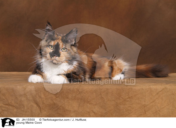 young Maine Coon / JH-15500