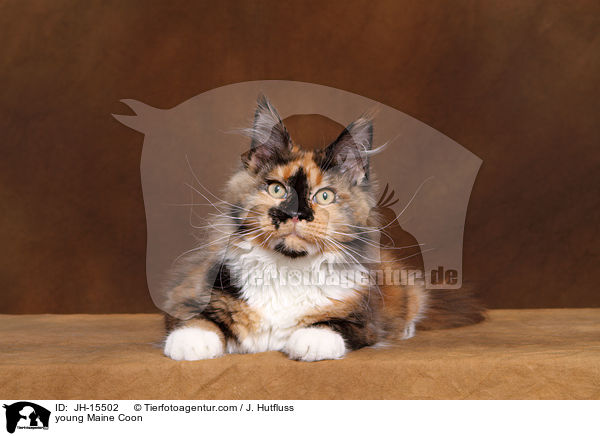 young Maine Coon / JH-15502