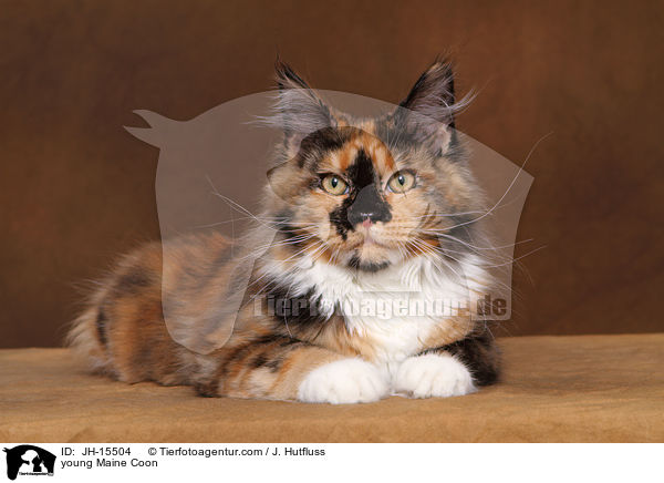 young Maine Coon / JH-15504