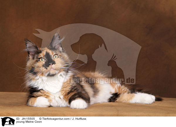 young Maine Coon / JH-15505