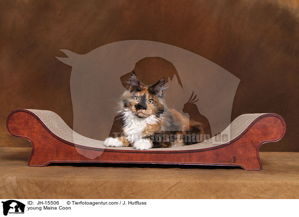 young Maine Coon / JH-15506