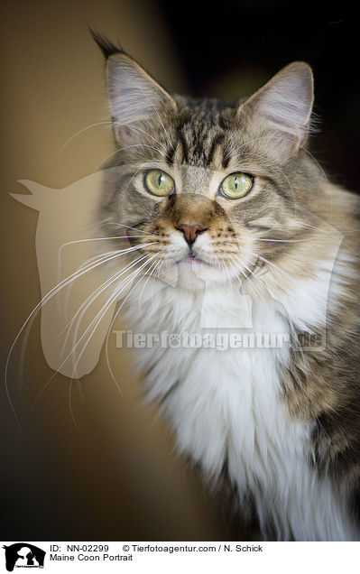 Maine Coon Portrait / NN-02299