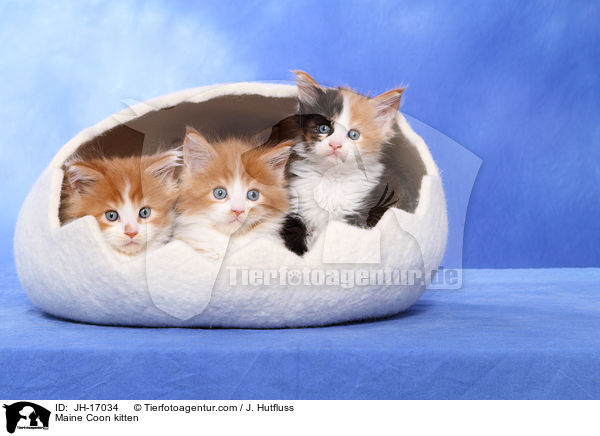 Maine Coon kitten / JH-17034