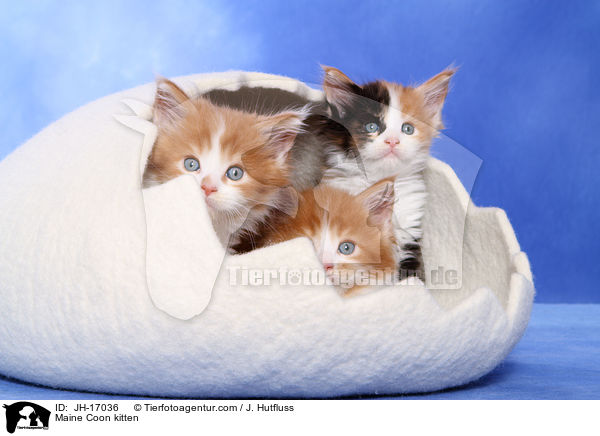 Maine Coon kitten / JH-17036