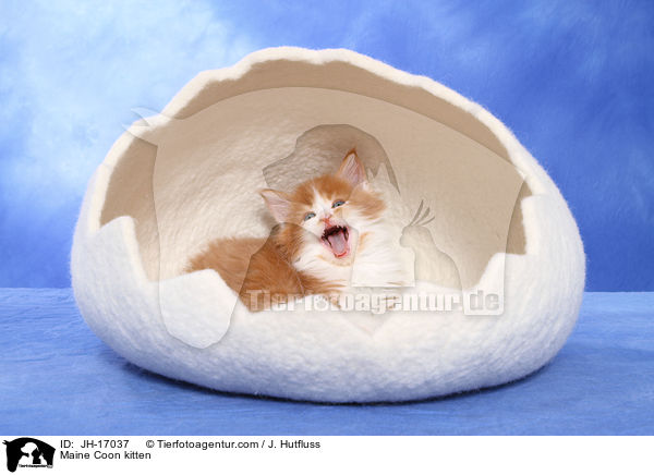 Maine Coon Ktzchen / Maine Coon kitten / JH-17037