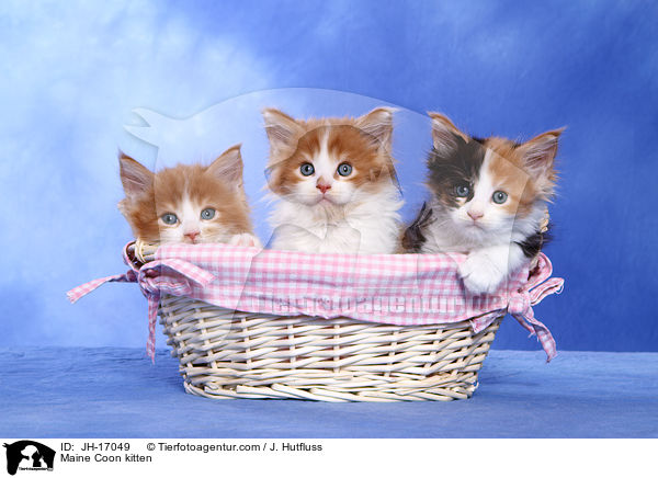 Maine Coon Ktzchen / Maine Coon kitten / JH-17049