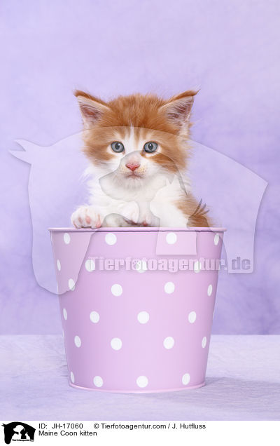 Maine Coon Ktzchen / Maine Coon kitten / JH-17060
