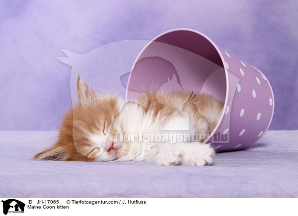 Maine Coon kitten / JH-17065