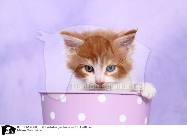 Maine Coon Ktzchen / Maine Coon kitten / JH-17068