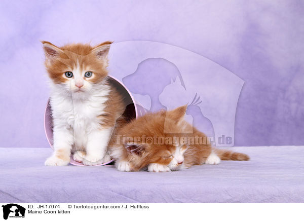 Maine Coon Ktzchen / Maine Coon kitten / JH-17074