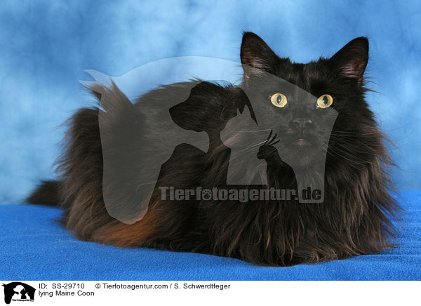liegende Maine Coon / lying Maine Coon / SS-29710