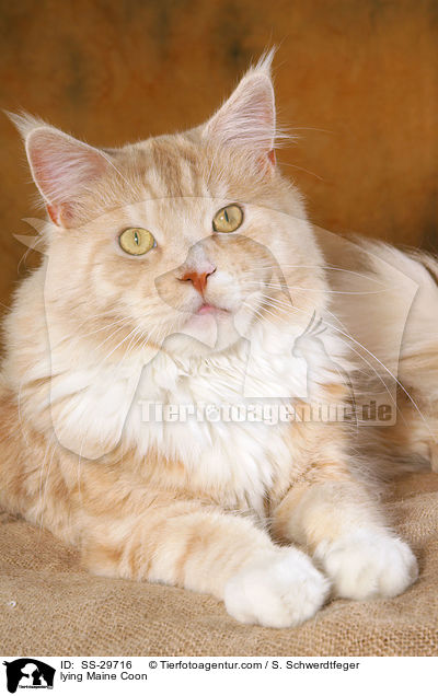 liegende Maine Coon / lying Maine Coon / SS-29716