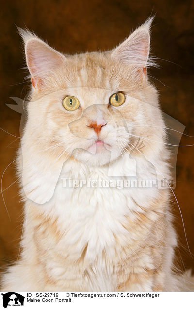 Maine Coon Portrait / Maine Coon Portrait / SS-29719