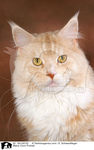 Maine Coon Portrait / Maine Coon Portrait / SS-29720