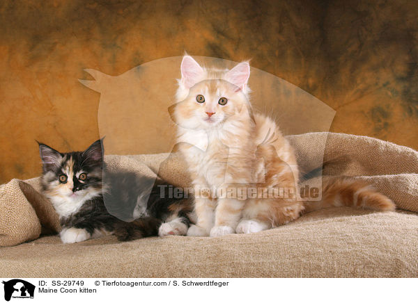 Maine Coon Ktzchen / Maine Coon kitten / SS-29749