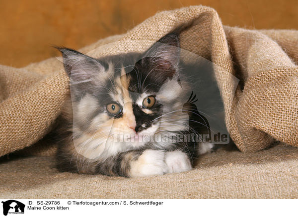 Maine Coon Ktzchen / Maine Coon kitten / SS-29786
