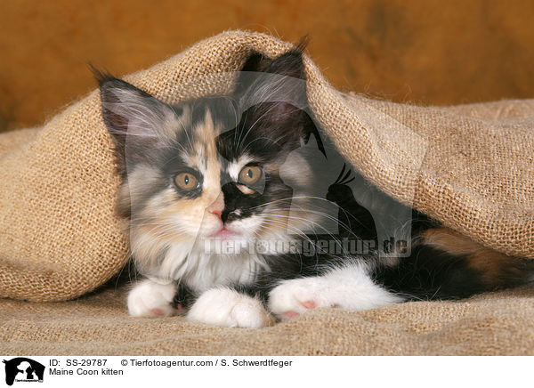 Maine Coon Ktzchen / Maine Coon kitten / SS-29787