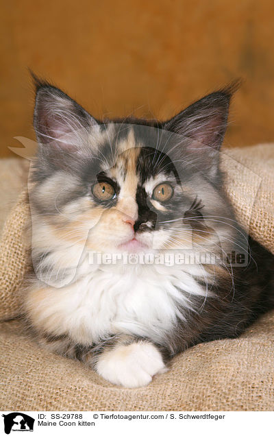 Maine Coon kitten / SS-29788
