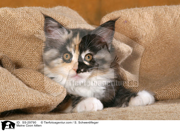 Maine Coon kitten / SS-29790