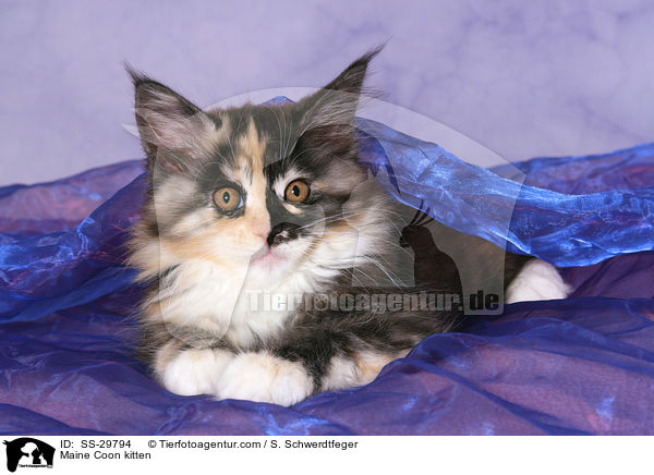 Maine Coon kitten / SS-29794