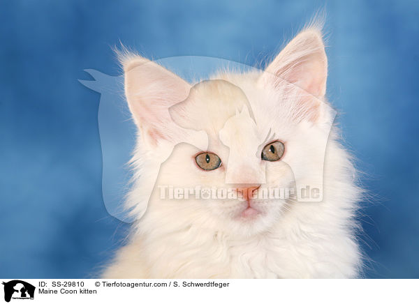 Maine Coon kitten / SS-29810