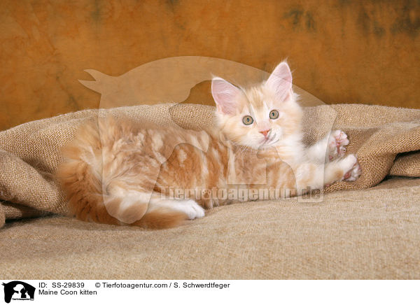 Maine Coon kitten / SS-29839