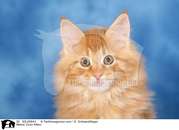 Maine Coon kitten / SS-29843